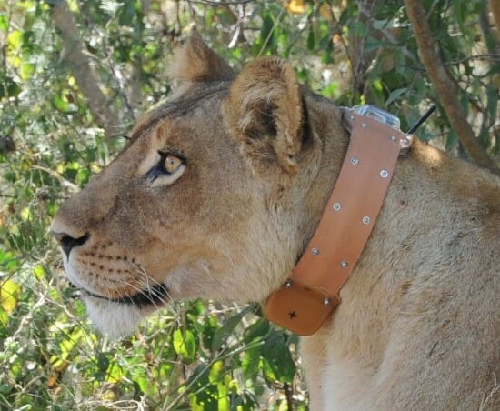 GPS Tracking Animals and Wildlife for 